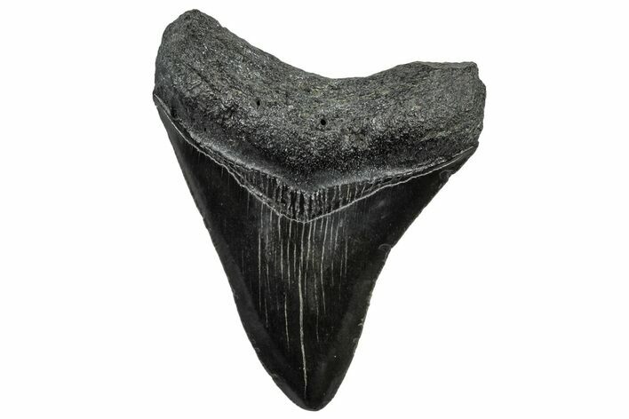 Serrated, Fossil Megalodon Tooth - South Carolina #300202